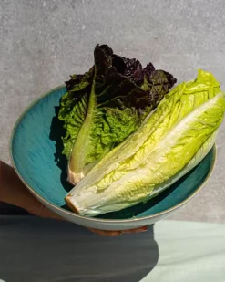 Motel a Miio Areia Servierschale Klein Flach Mint Online